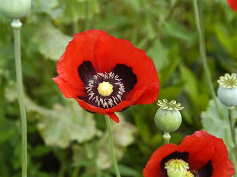 Papaver Somniferum Opium Poppy World Of Flowering Plants
