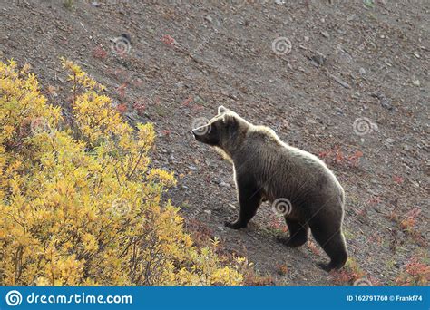 Grizzly Bear Denali National Park Alaskausa Stock Photo Image Of