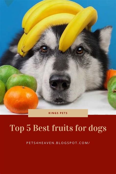 However, can cats eat blueberries? Top 5 Best fruits for dogs Can dogs blueberries ? can dogs ...