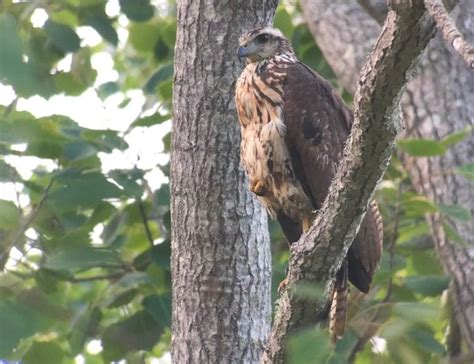 The Great Black Hawk What Happens Now Maine Audubon