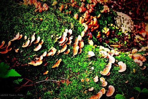 Fungus Among Us Photograph By Tara Potts Fine Art America