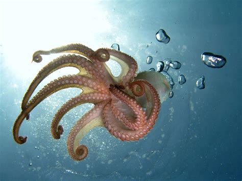 Reasons To Love Cephalopods Britannica