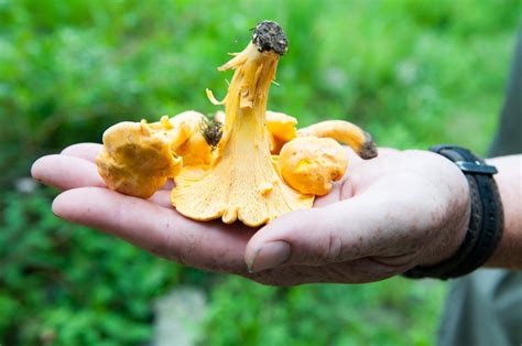 How To Forage For Wild Mushrooms Safely Field And Stream