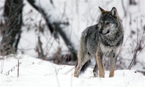 On The Trail Of The Wolf Europes Much Maligned And Misunderstood