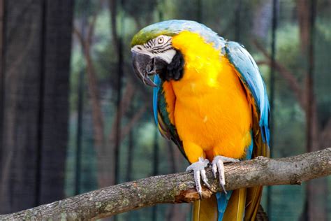 Blue And Yellow Macaw Potawatomi Zoo