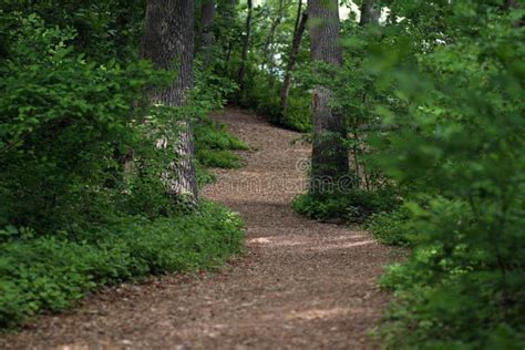 Wooded Path Stock Photo Image Of Trail Ferns Winding 2162452
