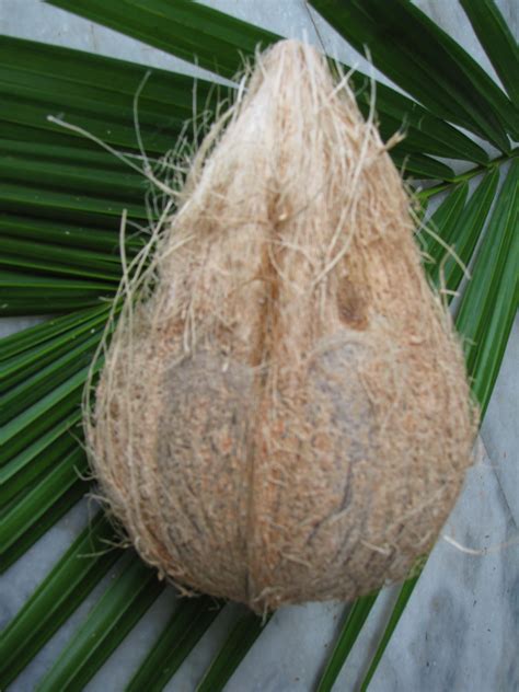 Fresh Naturally Matured Indian Coconuts At Rs 61bag Coconut Id