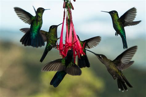 La Ruta Nacional De Las Aves De Costa Rica Tu Gran Viaje
