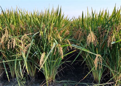 New Rice Variety Serves Niche For Mississippi Rice Growers Mississippi State University
