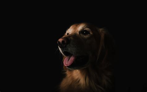 Adult Golden Retriever Dog Pet Portrait Black Hd Wallpaper