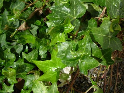 Types Of Ivy Different Types Of Ivy Plants For Outdoors And Indoors