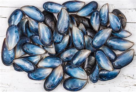 Real Food Encyclopedia Blue Mussels Foodprint