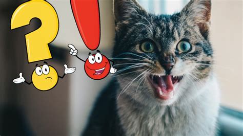 ¿Por qué mi gato me huele y abre la boca? – Acuarios Y Mascotas
