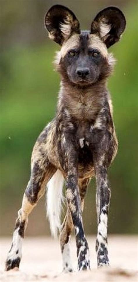 Lycaon Pictus Is A Canid Found Only In Africa Especially In Savannahs