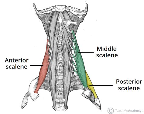 The Scalene Muscles Attachments Action Innervation Teachmeanatomy