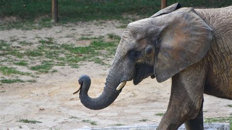 Before he became a giant of children's literature, mr. African Elephant Conservation at The Maryland Zoo