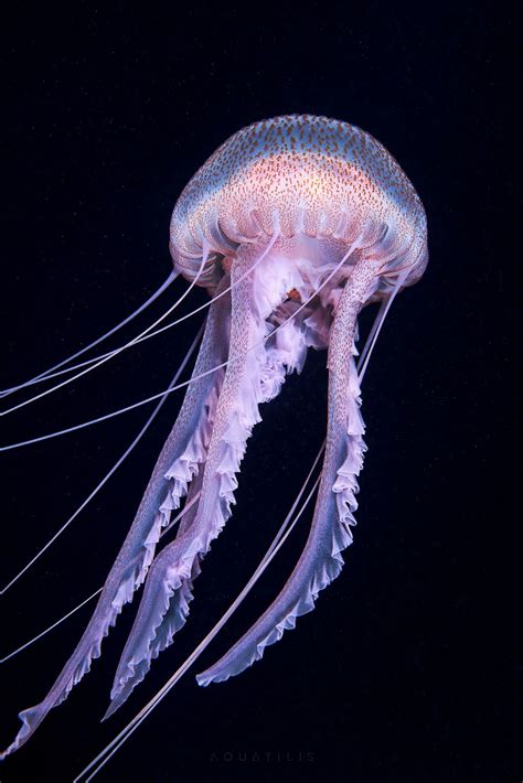 Pelagia Noctiluca Jellyfish Art Jellyfish Photography Jellyfish Images