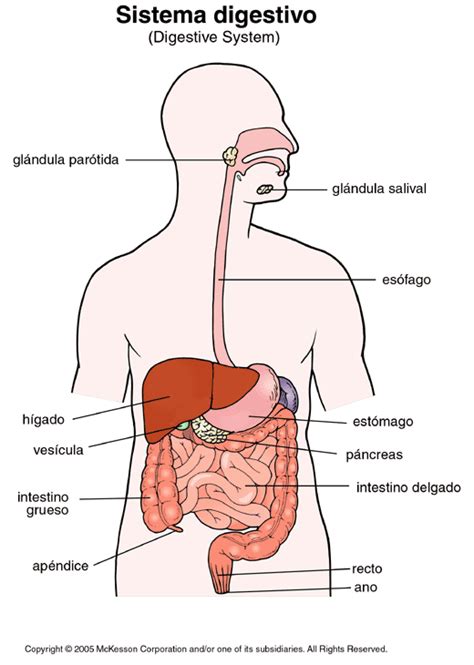 Sistema Digestivo Con Sus Partes Imagui