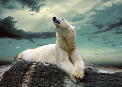 Polar Bear 5k Retina Ultra Hd Wallpaper And Background Image
