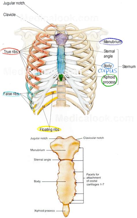 Although each rib has its own rom (occurring primarily at the costovertebral joint), rib cage shifts occur with movement of the vertebral column. lab five - Communication Sciences And Disorders 155 with Tyra at Illinois State University ...