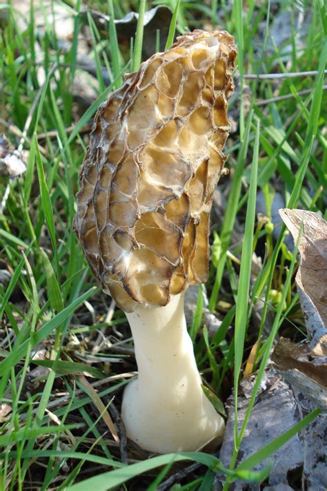 Oregon Edible Mushrooms