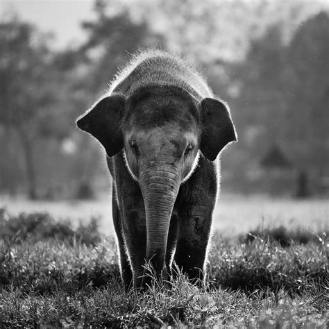 47 Cute Elephant Wallpapers Tumblr Wallpapersafari