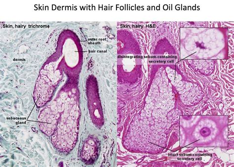 Skin Hair Follicles And Oil Glands Histology Medicine Notes Dog