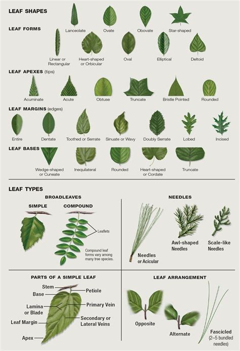 Plant Identification By Leaf Shape Guides Thepoetandtheplant Com