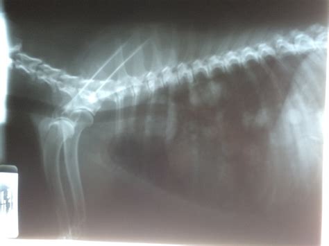 X Ray Of A Dog With Lung Cancer Rpics