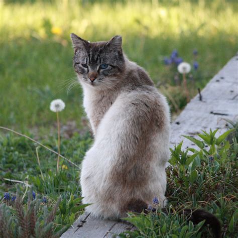 Feral Cat With Tipped Ear Picture Free Photograph