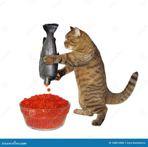 Cat Taking Red Caviar From Fish Stock Photo Image Of Harvest Feed