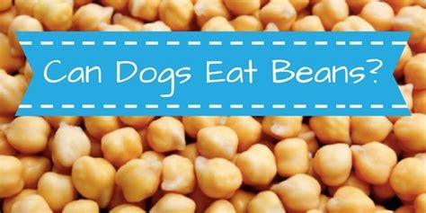 Human food safety for dogs. Can Dogs Eat Beans: Which Beans Can They Eat, and Which to ...