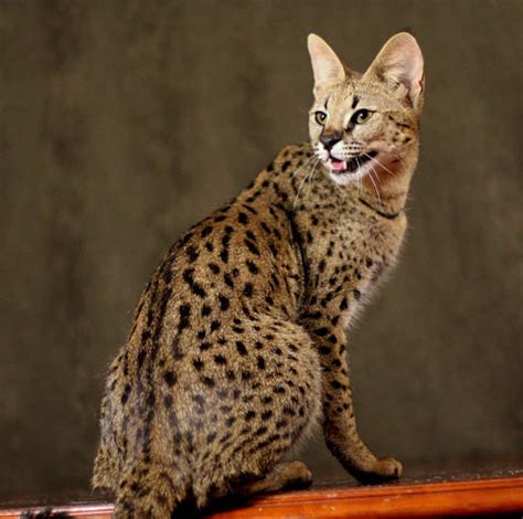 For an exotic couch our kittens will come with tica registration, utd vaccines, spayed/neutered, genetic testing, pcr, pra. Top 5 World's Most Expensive Cat Breeds | Pets World