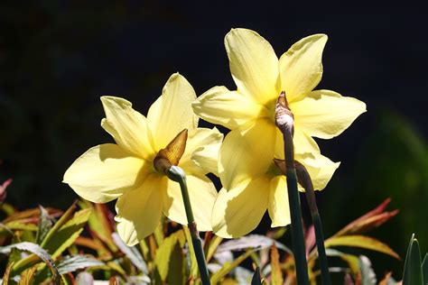 Daffodils Osterglocken Yellow From Free Photo On Pixabay