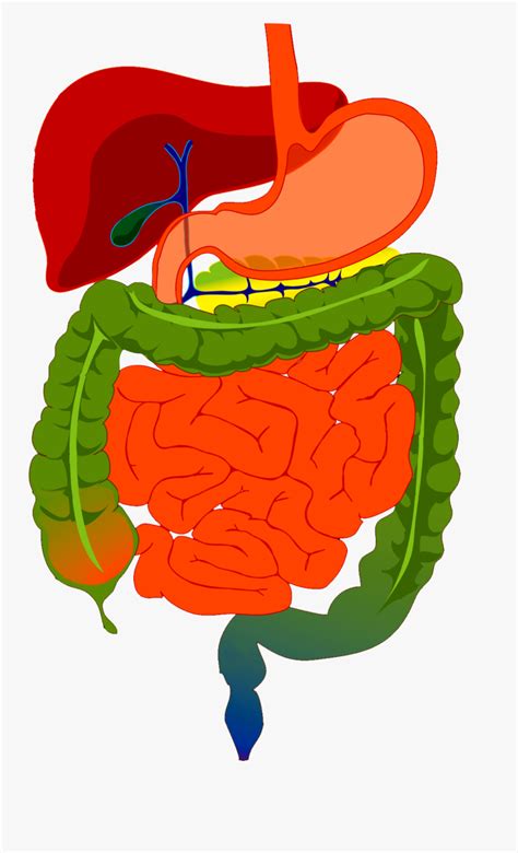 Human Digestive System For Kids Vector Color Cartoon