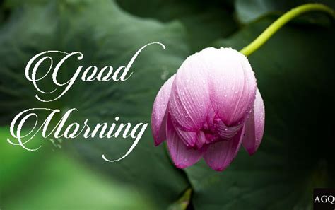 Good Morning Lotus Flower Blessings And Images