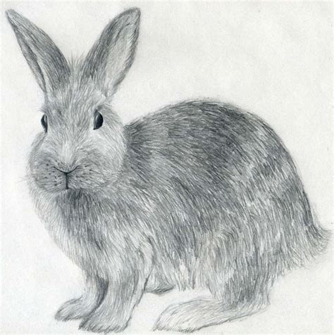 Drawing a rabbit or bunny is fun and nice to draw and not only around easter ^^. 40 Beautiful and Realistic Animal Sketches For Your ...