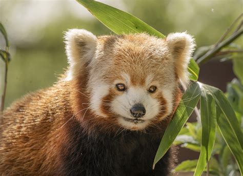 Top 10 Cute Facts About Red Pandas Paradise Wildlife Park