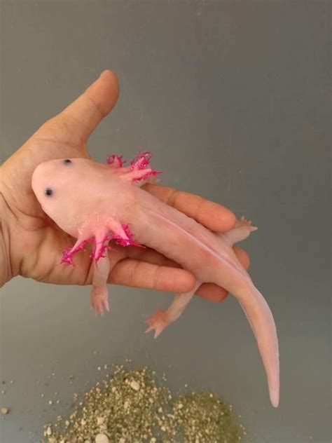 Done On Order In 2 3 Weeks Realistic Reproduction Of Axolotl Axolotl