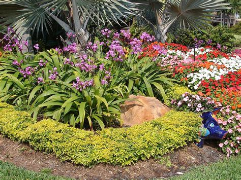 Do you know how to plant cuban gold duranta? From The Nursery — Caribbean Design Landscape Services