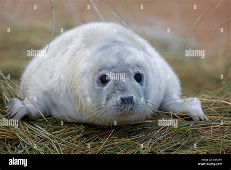 Grey Seal Halichoerus Grypus Pup Portrait Uk Stock Photo Alamy