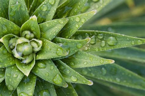 Free Images Water Nature Dew Growth Lawn Rain Leaf Flower Wet