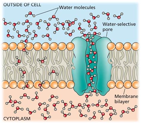 Which Of The Letters Above Best Models A Molecule Of Water Moving Into