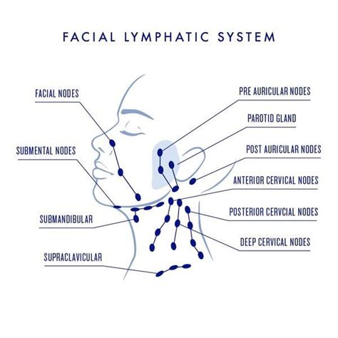How To Do Lymphatic Drainage Face And Neck With Video Tutorials Lymphatic Drainage Massage