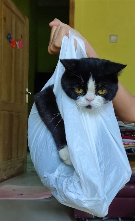 Video tik tok lucu dan viral tiktok. 10 Potret Lucu Kucing Diplastikin ini Bikin Ngakak, Gemes ...