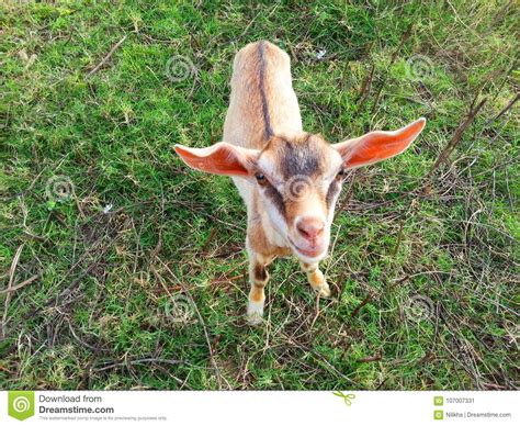 Goat Face Stock Image Image Of Outdoors Grass Photograph 107007331