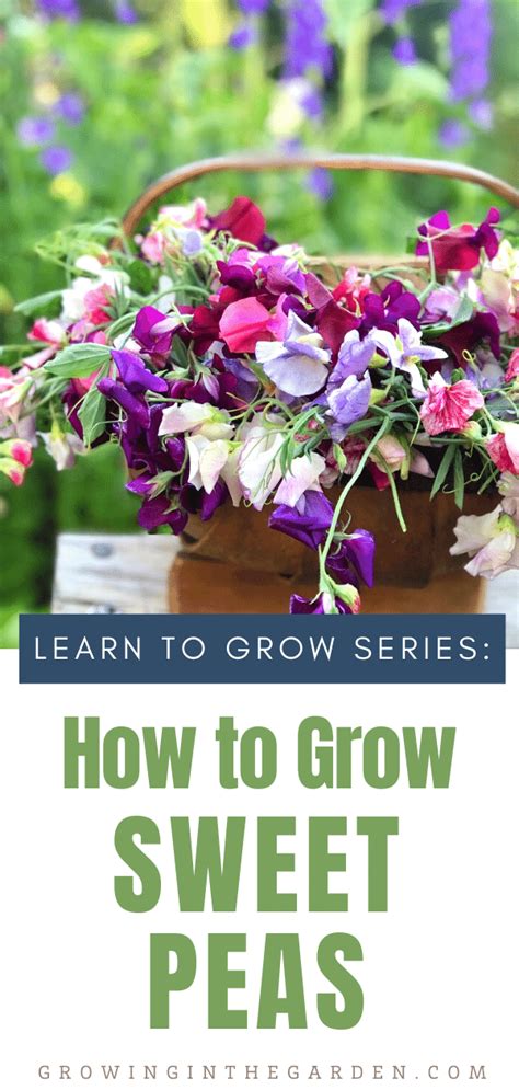 How To Grow Sweet Peas 5 Tips For Growing Sweet Peas Growing In The