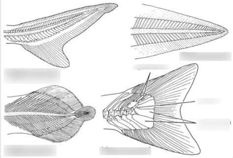 Caudal Fin Types Diagram Quizlet