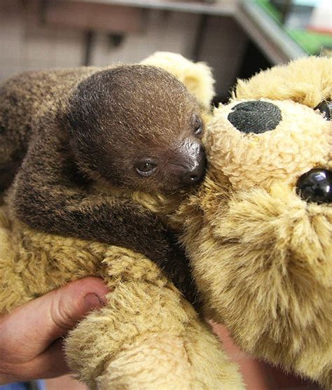 Baby Sloth Treats Teddy Bear Like Mom Pawnation Baby Sloth Cute