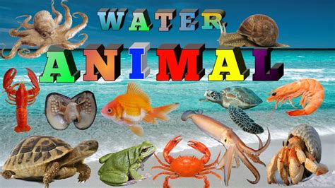 Water animal name in english with spelling/ Water animal name/ जलचर